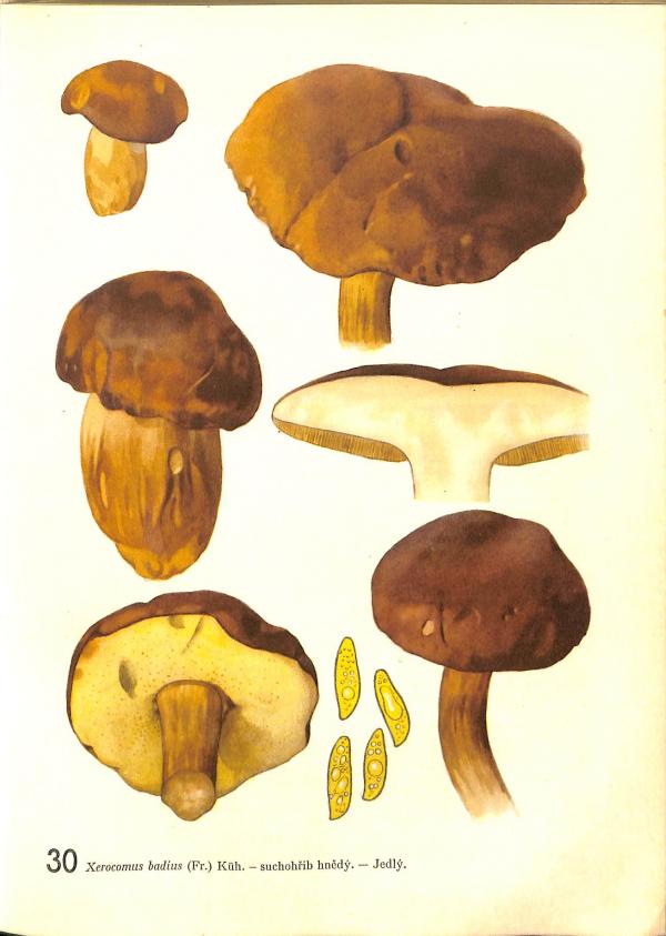 Naše houby (1952)