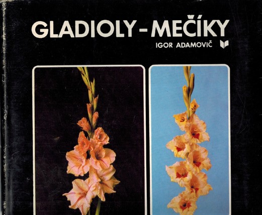 Gladioly - Meky 